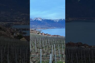 Why you’ve NEVER tried wine from #switzerland 🇨🇭🍷