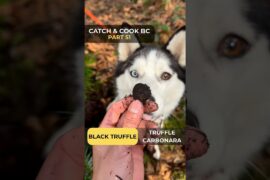 Canadian Truffle Foraging!🇨🇦🌲 #catchandcook #truffle #carbonara #italianfood #nature #cooking