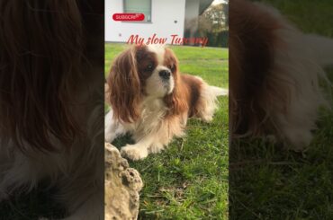 #italy #cute #puppy #slowliving #simplelife #dog #tuscany #slowfood #slowlife #vlog #cooking #food