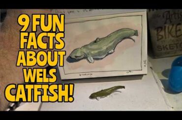 This River Monster Lives at Chernobyl and Eats Birds!