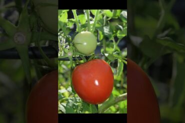 This changed Italian food forever #history