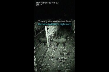 Tuscany vineyard cam at 2am | the wine industry's nightmare #Shorts