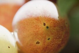 Il Borro Wines, an Italian legacy