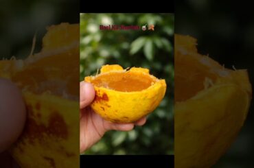 Bael Ka sharbat 🧉🍂 #shorts #food