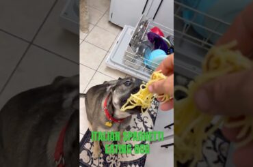 #pizza #like #explore #funny #like #viral #subscribe #fyp #dog #eating #italy #lol #trending #life