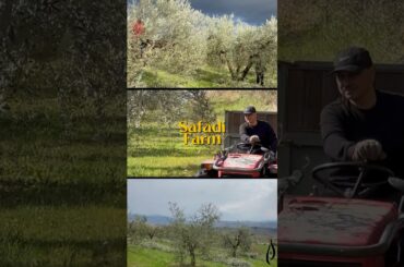 True farm to table extra virgin olive oil. Nothing Beyond This #OliveOil #italy #naturelovers