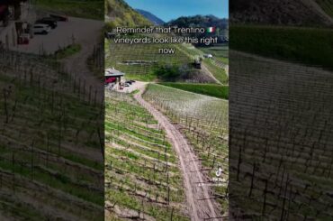 We should visit Italy again 🍇🌸🩷 #italy #dog #wine #trentino #travel