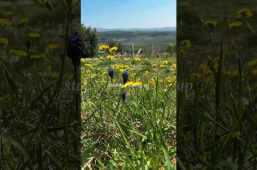 Italian Countryside Picnic & Wine in Valpolicella ☀️🌿 - Traded my old corporate life in nyc for this