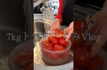 【 仕込み1日目🍅】万能トマトソースの作り方