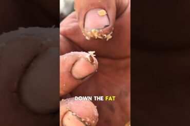 The Most Dangerous Cheese in the World!