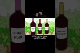 Why Every Wine Region Has a “Signature” Grape 🍇 #corkdorks #facts #wine #italy #winehistory