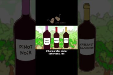 Why Every Wine Region Has a “Signature” Grape 🍇 #corkdorks #facts #wine #italy #winehistory