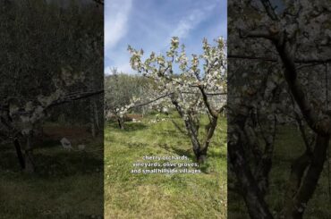 Cherry Blossom Hike in Northern Italy #northernitaly #marostica