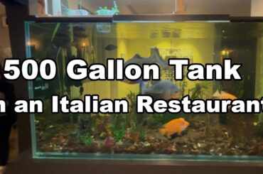 Massive 500 Gallon Aquarium in an Italian Restaurant!