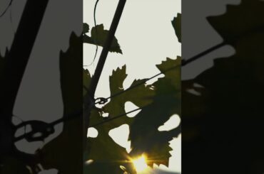 From Como to ARPEPE: Wine, Legacy and the Alps #LakeComo #ItalianWine