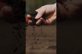 The Ancient Roman wine that was almost lost to time.