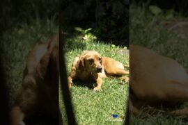 #whywine #tornatore #wine #italy #winelover