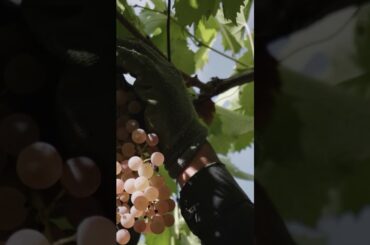 #Dalcero  #whywine #wine #italy #winelover