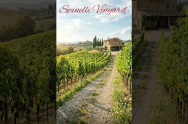 Spinelli  Vinyard #Spinelle #Italy #Italytravel  #Amalfi coast #Visit Italy #winelover # madeinitaly