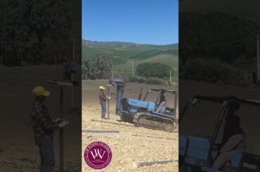Planting Vines in the Mountains of Sicily 🇮🇹 Real Wine Starts Here