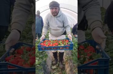 ইতালিতে স্টফি উঠানোর চাকরি। #food #italy #news