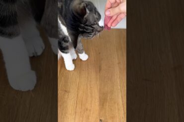 I made an Italian pasta salad  #salad #italian #italianfood