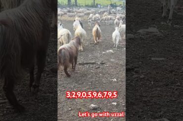 ইতালিতে ঈদে ছাগল বা ভেড়া কোরবানি- #work #bangladesh #italy #food