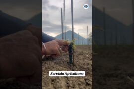 Legare viti  uva italy 2026 #italy #uva  #vino #wine