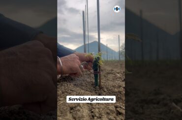 Legare viti  uva italy 2026 #italy #uva  #vino #wine