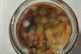 Palline acciughe sott'olio