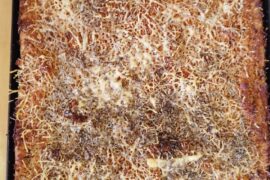 My sfincione (palermintano originale)