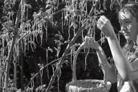 Traditional Spaghetti harvest in northern Italy ca 1962