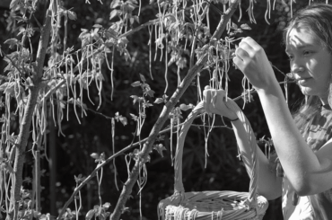 Traditional Spaghetti harvest in northern Italy ca 1962