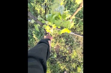 At Work #shortvideo #vineyard #italy