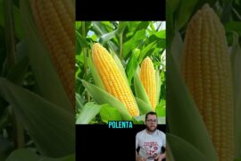 Polenta: a comida típica italiana #historia #curiosidades