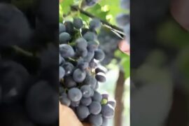 Rahasia di Balik Wine Italia Ternyata Begini Cara Modern Mengolah Anggur Terbaik Dunia