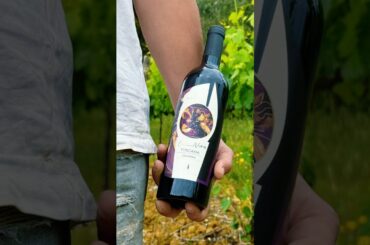 BaccaNera 🍷 | The Only 100% Colorino Without Added Sulfites in Tuscany