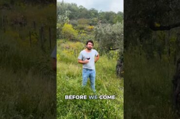 Italian Vineyard at Peak Beauty—See It Now #vineyard #italy #countryside