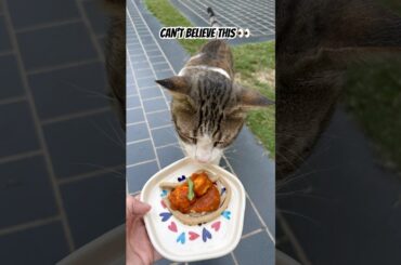 World tour-Pet edition🌎🐾 Today’s destination: Italy 🇮🇹#chicken #italy   #food #cat#cooking #pets