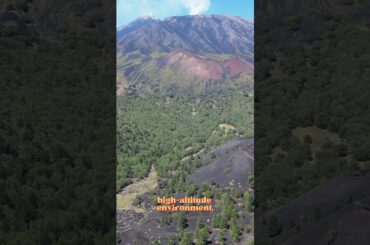 Wine Made on an Active Volcano #wine #facts #italy