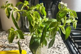 Homemade Pasta all Pesto
