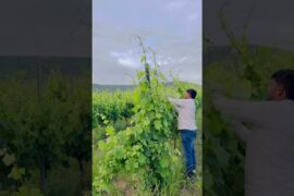 #farming #wine #agriculture #italy #grapeharvesting  MAVIT S.R.L.S AGRRI SERVISI GROSSETO