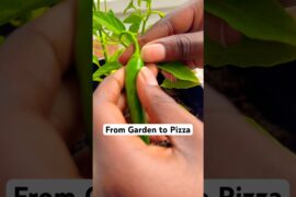 Homemade Vegetarian Mushroom Pizza + Our First Garden Harvest 🌱🍄🍕#familyvlog #pizza #cooking #eat