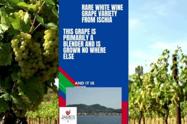 Arilla: The Hidden Wine Grape of Campania #italy #wine