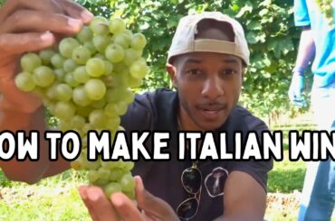 Harvesting Grapes in Italy! 🇮🇹 Authentic Prosecco Wine Making Experience