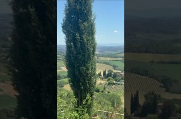 Gazing at Tuscan Vineyards, Italy on a Budget Tours from Ms. S. 🇮🇹