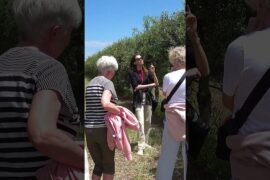 Puglia Wine & Oil Tasting: small group | Turisti in Puglia