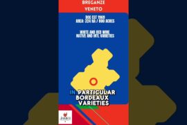 Breganze DOC: Home of Torcolato & Vespaiola #italy