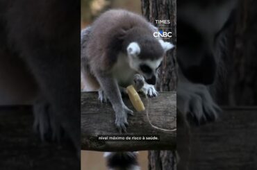 Zoológico em Roma fornece picolés e alimentos congelados para animais devido à forte onda de calor
