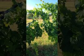 professor pruning the wine grapes in Montepulciano #italy